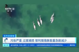 污染严重、过度捕捞，智利矮海豚数量急剧减少图片