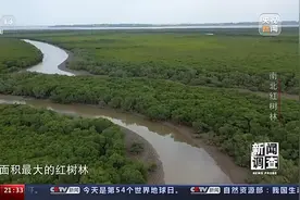 渔民心中的“港湾银行” 红树林守护一片绿水青山图片