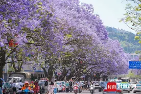 四川西昌蓝花楹爆火之后 一座城市的IP打造 着力点应在何处？图片