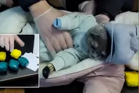 俄罗斯一女子用猫贩毒 把猫打扮成婴儿在衣服里藏毒图片