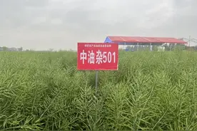 密植还高产，这种油菜刷新纪录图片