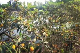 四川富顺：琵琶镇里枇杷香  农旅融合路子宽图片