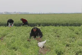 襄州：小豌豆变成致富“金豆豆”图片