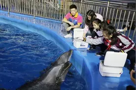重庆首只人工饲养繁殖的宽吻海豚在乐和乐都与游客见面图片