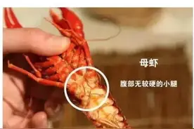 小龙虾的头到底能不能吃？吃小龙虾前必看！图片