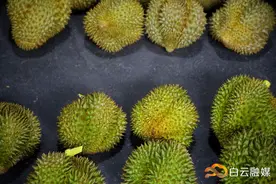 降价了！大量进口榴莲抵达白云→图片