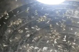 又到白蚁分飞季！对付它们，这些专业知识和机构要知道图片