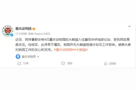 重庆动物园辟谣租借大熊猫：并无计划及工作安排图片
