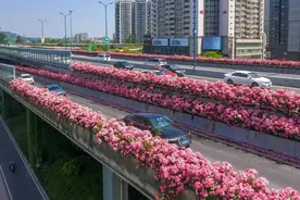 杭州一路繁“花”，不仅美，还能入药图片