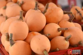 荣县：新桥镇1万余亩枇杷园喜迎八方客图片