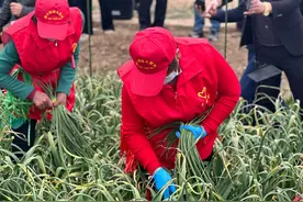 蒜薹之乡打蒜薹 田间地里享乐趣图片