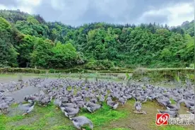 “飞天鹅”，致富路上带着村民“飞”图片