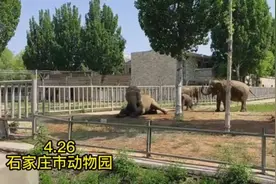 石家庄市动物园迎来“上古神兽”！五一假期来这里体验“奇幻”之旅吧图片