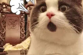 救命！为什么我养的小蝌蚪变成了癞蛤蟆？苏州娃跨越代际的悬案破了！图片