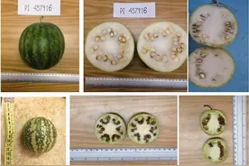 无籽西瓜的“籽”去哪儿了图片