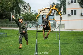 威猛帅气！军犬和引导员配合有多默契图片