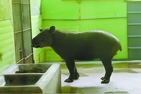 ​“上古神兽”“四不像” 中美貘长啥样？去看看图片