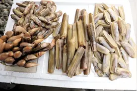 “蛏”霸江湖丨赶紧“码”住这份蛏子攻略图片