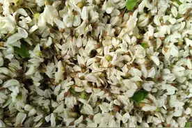 舌尖上的文化｜洋槐花图片