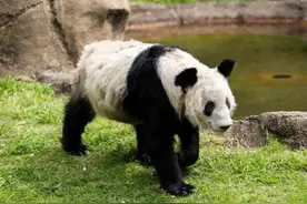 飞行近16小时，“丫丫”终于回家！饲养员全程监测她的状态，还准备了饼干图片