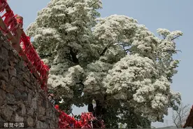 临沂：千年流苏树上春花盛开图片