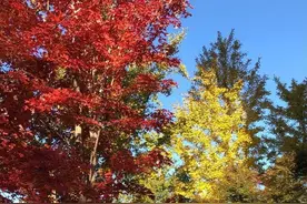 秋实散文：校园的秋色（美文诵读）图片