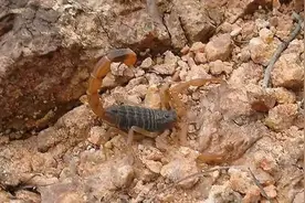 青未了|掀蝎子图片