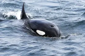 舟山海域为何惊现虎鲸？潮新闻连线海洋生物专家图片