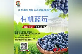 山东省惠民县举办首届蓝莓采摘旅游节图片