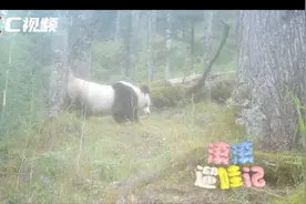 C视频丨唐家河大熊猫溜娃：现场“教学”如何标记领地图片