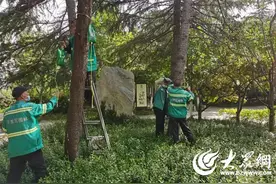 助力树木复壮  菏泽城管给树木挂上吊瓶“打点滴”图片