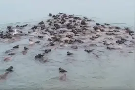 四川南充：嘉陵江上再现“百牛渡江”视频封面