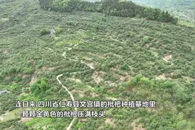 四川仁寿：飘香枇杷果 “五一”采摘乐图片