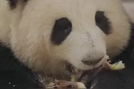 大熊猫“花花”吃撑了打嗝是什么样的？图片