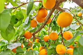 假期过半，平谷温室榆黄菇、甜杏、小西瓜等果蔬静候市民采摘品尝图片