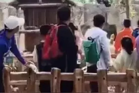 动物园猩猩扔石头砸向人群！原因竟是…图片