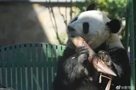 “西直门三太子”吃笋引围观！网友：它可能知道自己是国宝图片