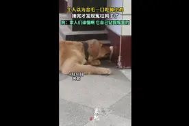 主人以为金毛一口吃掉小鸡，揍完才发现冤枉狗子了，狗：谁懂啊图片