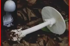 “五一”假期云南预计接待游客超过3000万人次，野生菌上市季节，医院：目前很少接到中毒患者图片