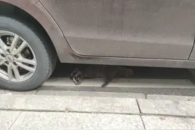 十堰小伙看到几只狗对着车底狂叫，过去一看立即出手！图片