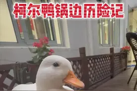 鸭鸭历险记！沪一宠物鸭散步被掳走，差点成...图片