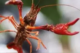 五一假期告急！四川内江10大钓龙虾基地，赶紧约｜“趣”享五一  奇遇内江图片