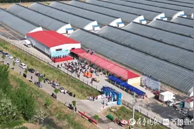 美味“蓝”不住！山东惠民首届蓝莓采摘旅游节盛大开幕图片