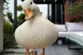 名贵宠物鸭散步被掳差点成老鸭煲，民警在嫌疑人晚饭前将其抓获图片