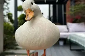 热搜！王思聪同款，万元宠物鸭被掳，警察找到时已在高压锅边！嫌疑人：想做老鸭煲当晚饭…图片