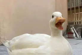 宠物鸭散步被掳差点成“老鸭煲”，行拘！图片