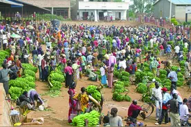 乌干达香蕉文化无处不在图片