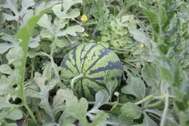 南汇8424西瓜上市，为什么有的瓜颜色比它红、味道比它甜，价格还没它高？图片