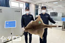禁止携带、邮寄！河北口岸首次截获进境袋鼠皮图片