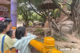 熊猫经济成今年文旅消费亮点，熊猫酒店开房率创历史新高！图片